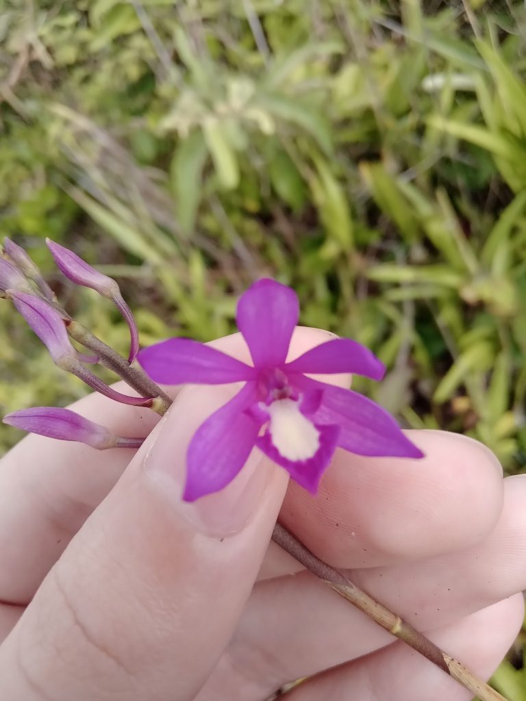 Pseudolaelia vellozicola, photographed by Lucas Rodrigues