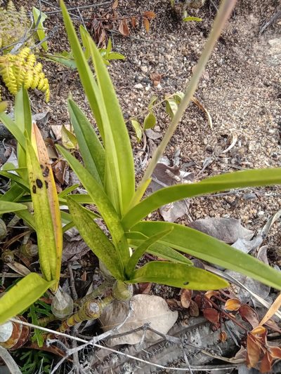 Pseudolaelia vellozicola, photographed by Lucas Rodrigues