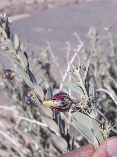 Solenostemma oleifolium, photographed by Karim Haddad