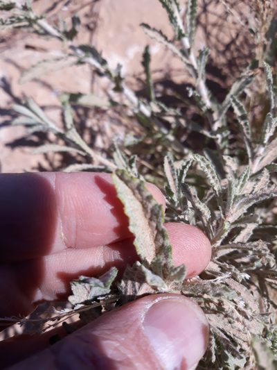Pulicaria undulata, photographed by Karim Haddad