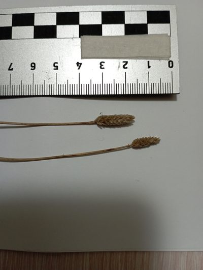 Alopecurus magellanicus, photographed by Владимир Береснев