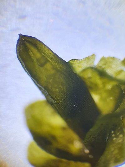 Jungermannia atrovirens, photographed by Jonathan Hughes