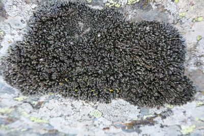 Grimmia laevigata, photographed by Rafael Medina