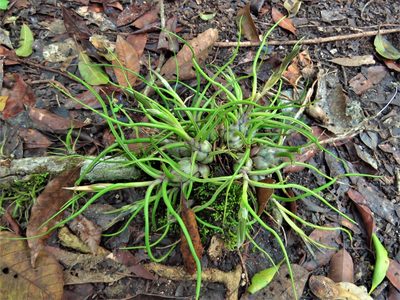 Tillandsia bulbosa, photographed by Annika Lindqvist