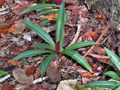 Tradescantia spathacea, photographed by Annika Lindqvist