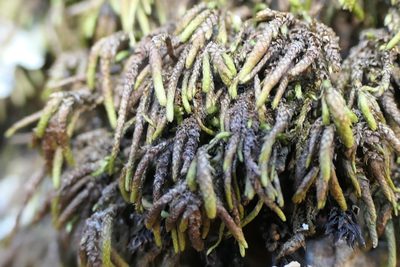 Nogopterium gracile, photographed by Rafael Medina