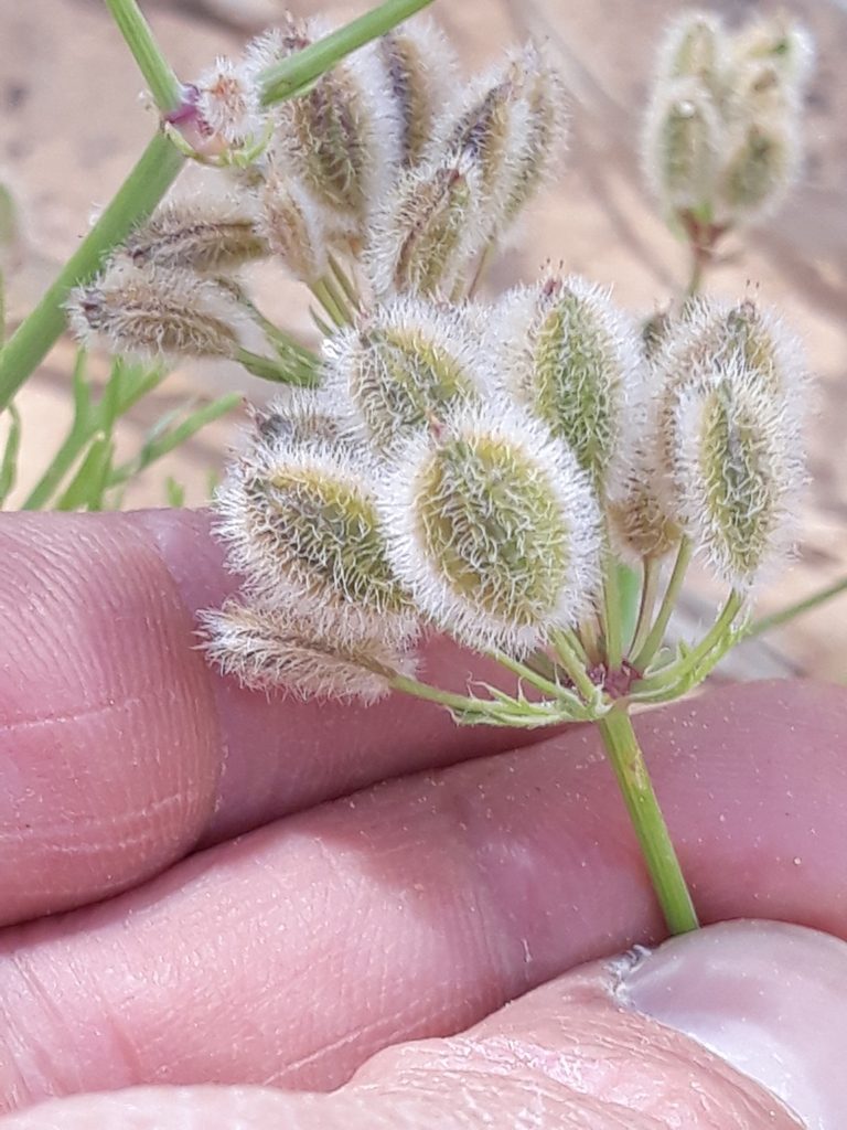 Ammodaucus leucotrichus, photographed by Karim Haddad