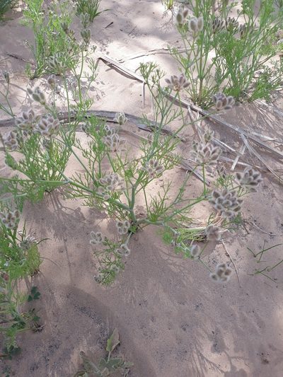 Ammodaucus leucotrichus, photographed by Karim Haddad