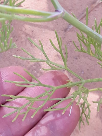 Ammodaucus leucotrichus, photographed by Karim Haddad