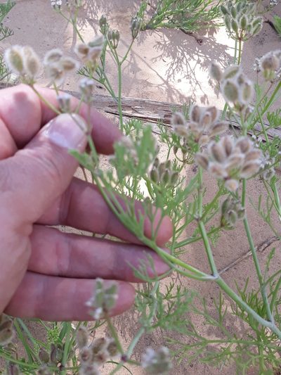 Ammodaucus leucotrichus, photographed by Karim Haddad
