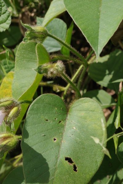 Argyreia capitiformis, photographed by bernhard_hiller
