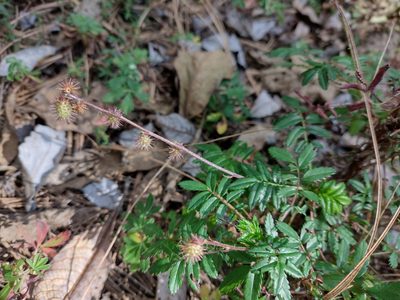 Acaena elongata, photographed by Robert Martin
