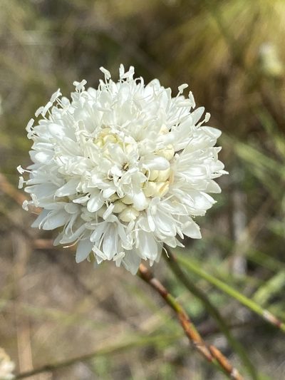 Cephalaria humilis, photographed by Dave U