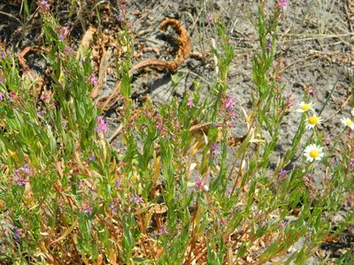 Lythrum virgatum, photographed by Galyna Mykytynets