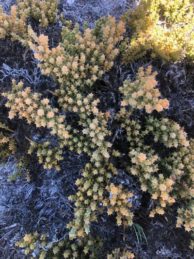 Thesium spinosum, photographed by Charleen Brunke