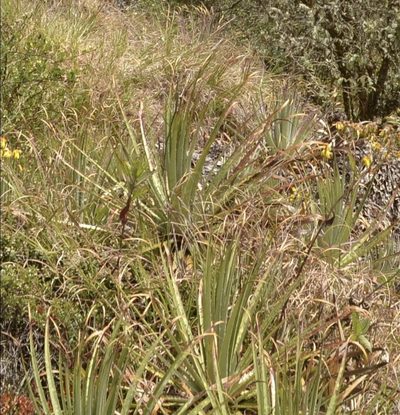 Puya membranacea, photographed by Zac Peterson