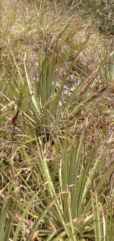 Puya membranacea, photographed by Zac Peterson