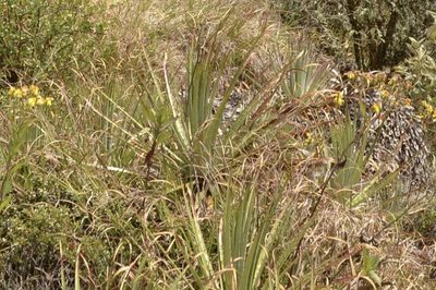 Puya membranacea, photographed by Zac Peterson