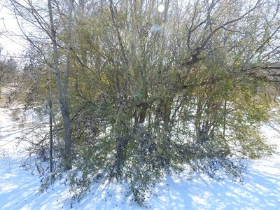 Ligustrum quihoui, photographed by Sam Kieschnick
