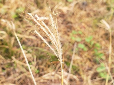 Dichanthium annulatum, photographed by Jody Shugart