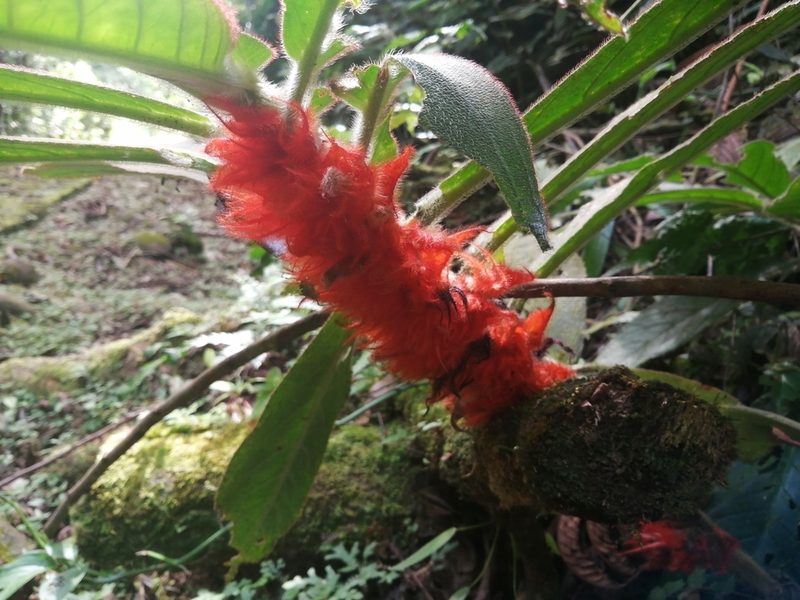 Columnea purpurata, photographed by Andrew Quitmeyer
