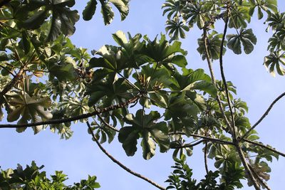 Cecropia polystachya, photographed by Andy Jordan