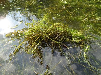 Elodea nuttallii, photographed by Grzegorz Grzejszczak