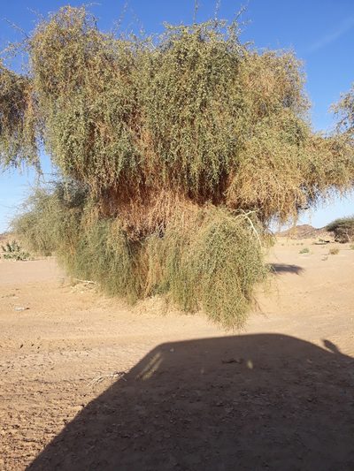 Balanites aegyptiaca, photographed by Karim Haddad