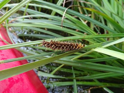 Carex acutiformis, photographed by Grzegorz Grzejszczak