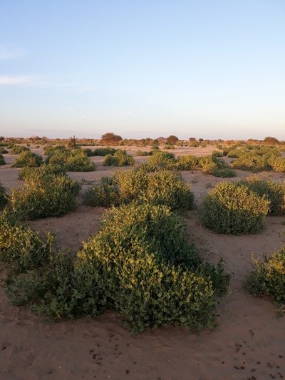 Schouwia purpurea, photographed by Karim Haddad