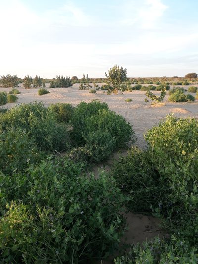 Schouwia purpurea, photographed by Karim Haddad