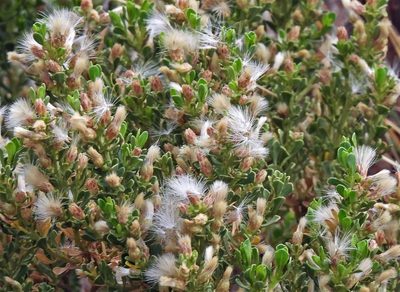 Baccharis tola, photographed by Hugo Hulsberg