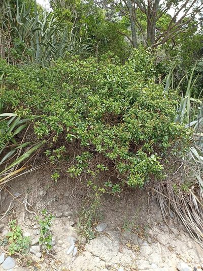 Veronica bollonsii, photographed by Oscar Dove