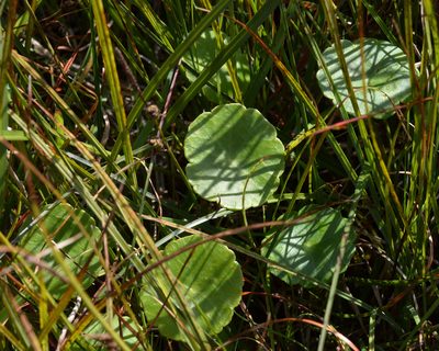 Hydrocotyle vulgaris, photographed by Ryan Hodnett