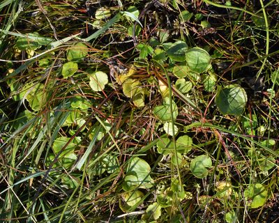 Hydrocotyle vulgaris, photographed by Ryan Hodnett