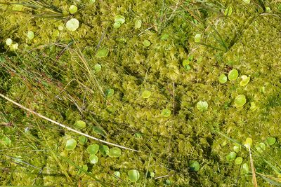 Hydrocotyle vulgaris, photographed by Ryan Hodnett