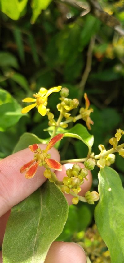 Dicella nucifera, photographed by Fede y Vani