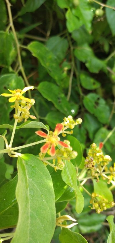 Dicella nucifera, photographed by Fede y Vani