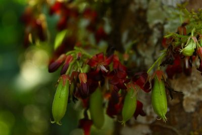 Averrhoa bilimbi, photographed by przese