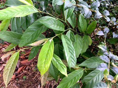 Desmos chinensis, photographed by Yj
