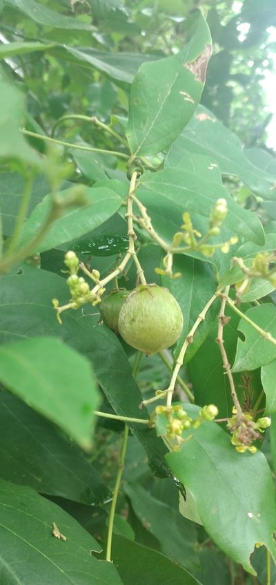 Dicella nucifera, photographed by Fede y Vani