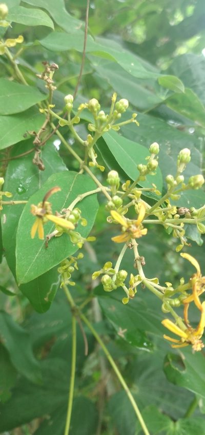 Dicella nucifera, photographed by Fede y Vani