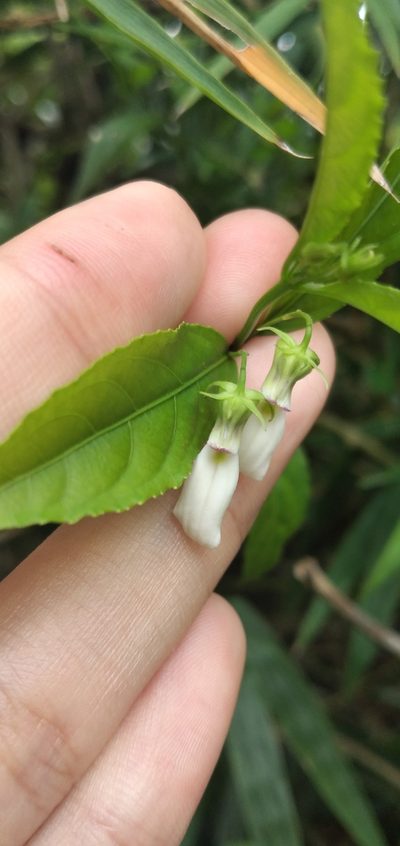 Pombalia bigibbosa, photographed by Fede y Vani