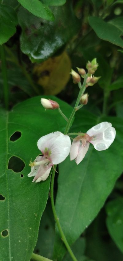 Desmodium affine, photographed by Fede y Vani