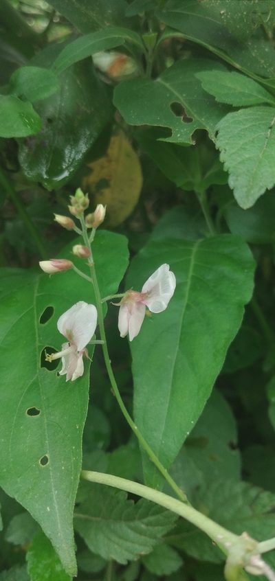 Desmodium affine, photographed by Fede y Vani