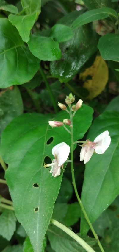 Desmodium affine, photographed by Fede y Vani