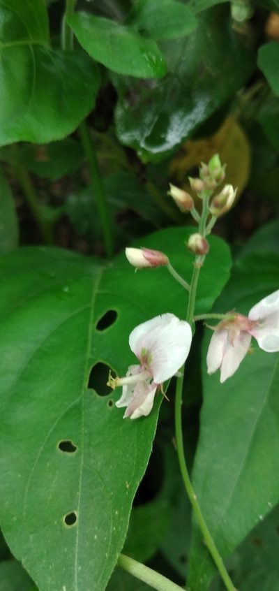 Desmodium affine, photographed by Fede y Vani