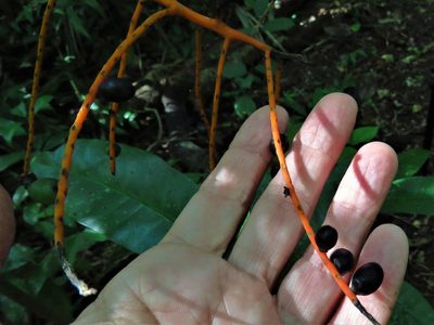 Chamaedorea tepejilote, photographed by Annika Lindqvist
