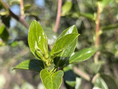 Ceanothus oliganthus, photographed by rappman