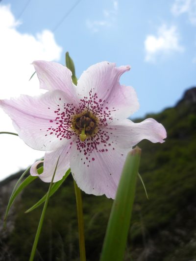 Lilium pardanthinum, photographed by Andreas Taeger